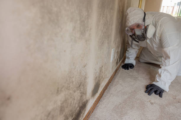 Mold Removal Services